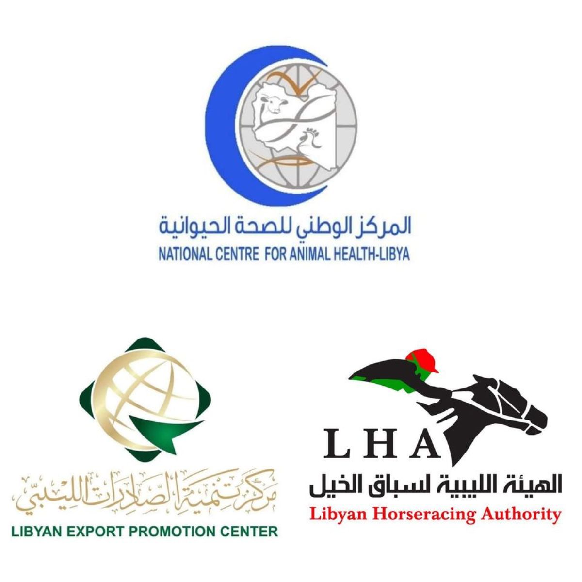 Libyan authorities discuss export of horses to international markets